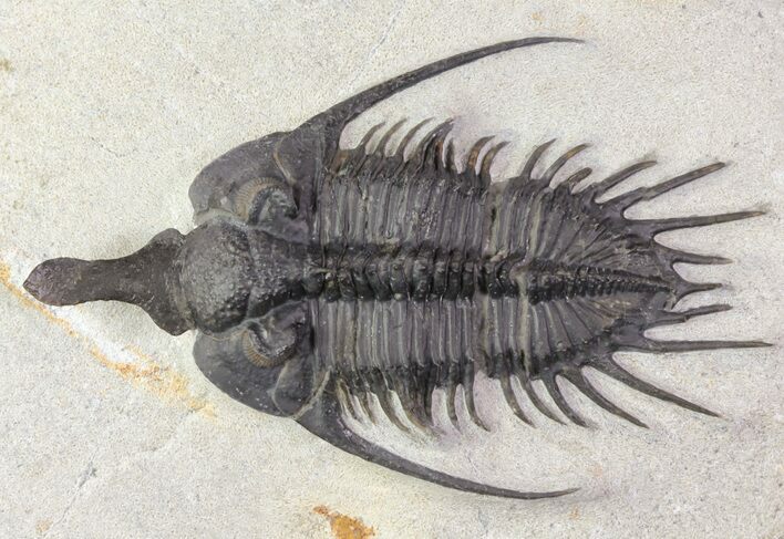 Spiny Psychopyge Trilobite - Short Snout Species #65825